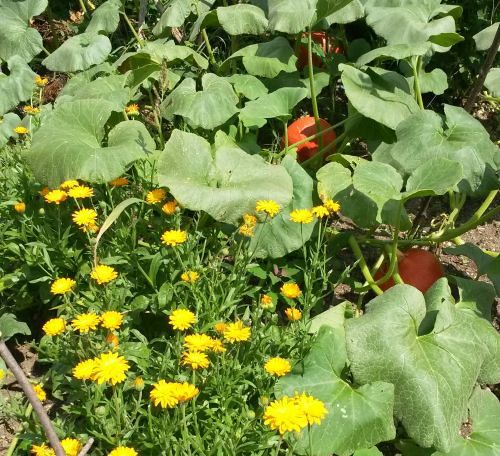 Gartenworkshop