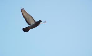 Taube am Himmel - Heiliger Geist. © haml/morguefile.com