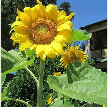 Sommer Gedanken