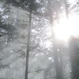 Licht durchflutet den Wald. / © Maria Grill Licht durchflutet den Wald.